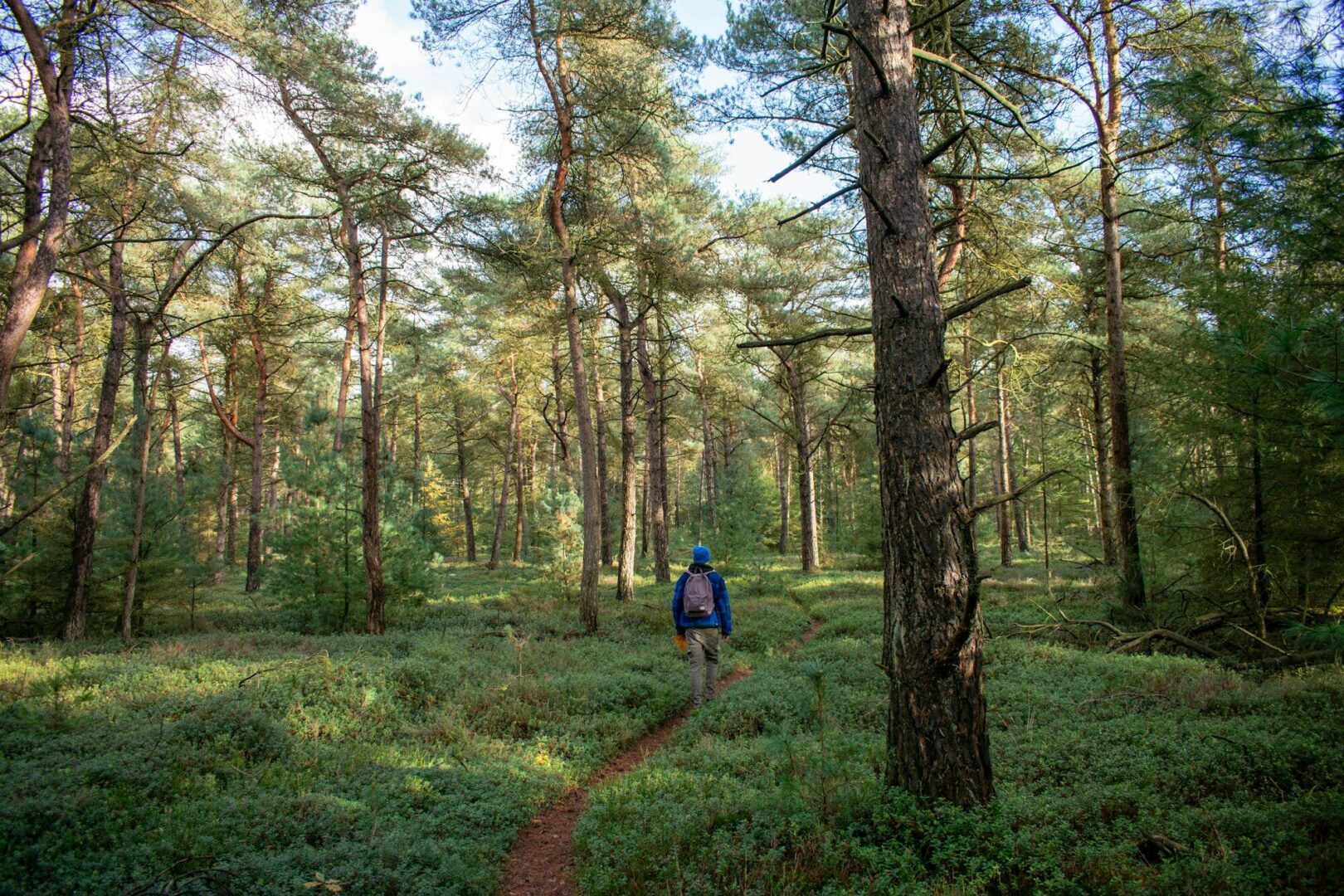 Kävelijä reppu selässä kapealla polulla aurinkoisessa mäntymetsässä vihreän varvikon keskellä